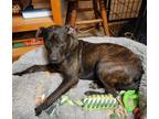 Adopt Gretchen a Brindle Labrador Retriever / Mixed dog in Merrimac