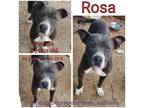 Adopt Rosa a Gray/Silver/Salt & Pepper - with Black Mixed Breed (Medium) / Mixed