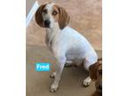 Adopt Fred a Red/Golden/Orange/Chestnut - with White Treeing Walker Coonhound /