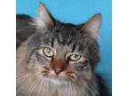 Adopt Lucy a Brown or Chocolate Domestic Longhair / Mixed cat in Eureka