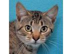 Adopt PORTIA a Brown or Chocolate Domestic Shorthair / Mixed cat in Eureka