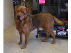 Adopt Hoss a Red/Golden/Orange/Chestnut Mastiff / Mixed dog in Middletown