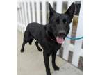 Adopt BRODY a Black German Shepherd Dog / Mixed dog in Huntington Beach