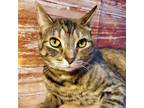 Adopt Ruthie a Brown Tabby Domestic Shorthair (short coat) cat in Greensburg