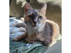 Adopt Rosy a Calico or Dilute Calico Calico (short coat) cat in Mount Clemens