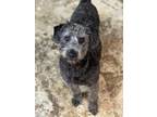 Adopt BP a Black Poodle (Standard) dog in Fairmount, GA (37287392)