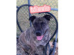 Adopt Minnie a Brindle American Pit Bull Terrier / Mixed dog in Louisville