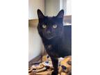 Adopt Blackie a All Black Domestic Mediumhair / Domestic Shorthair / Mixed cat