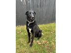 Adopt Cole a Black Labrador Retriever / Mixed Breed (Medium) / Mixed dog in