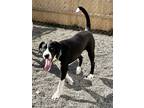Adopt Glitch a Black - with White Treeing Walker Coonhound / Siberian Husky /