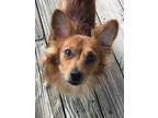 Adopt Harry a Red/Golden/Orange/Chestnut Pomeranian / Corgi / Mixed dog in