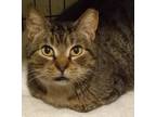Adopt Pezzy a Brown Tabby Domestic Shorthair (short coat) cat in Kensington