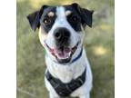 Adopt Gomez a White Mixed Breed (Medium) / Mixed dog in Itasca, IL (37323404)