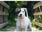 Adopt Sully a White Mixed Breed (Large) / Mixed dog in Fernandina Beach