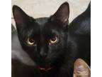 Adopt April's Rosie a All Black Domestic Shorthair (short coat) cat in Los