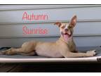 Adopt Autumn Sunrise a American Pit Bull Terrier / Mixed dog in El Dorado