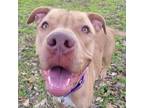 Adopt Romy a Red/Golden/Orange/Chestnut - with White Pit Bull Terrier / American