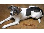 Paisley (D23-174) Mixed Breed (Medium) Puppy Female