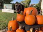 Leaf Treeing Walker Coonhound Adult Female