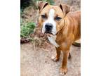 Buster Staffordshire Bull Terrier Adult Male