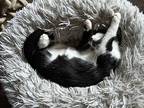 Irish Domestic Shorthair Kitten Male