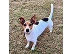 Mouse Jack Russell Terrier Senior Female