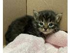 Dusk Domestic Longhair Kitten Female