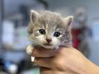 Thorn Domestic Longhair Kitten Female