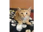 Hansel Domestic Shorthair Kitten Male