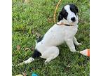 Roo Roo Retriever (Unknown Type) Puppy Female