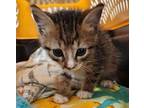 bitsy Domestic Shorthair Kitten Female