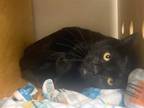 Cash Domestic Shorthair Adult Male