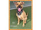 MR. WHISKERS Black Mouth Cur Young Male