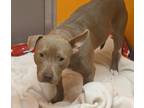 Precious American Pit Bull Terrier Young Female