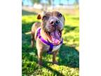 Hank Mixed Breed (Medium) Senior Male