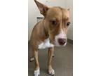 Alma American Pit Bull Terrier Adult Female