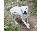Koda Labrador Retriever Puppy Male