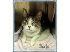 CHARLIE Domestic Shorthair Adult Male