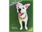 MARLA Mixed Breed (Medium) Adult Female