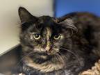 Shrimp Gumbo Domestic Shorthair Young Female