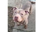 Rivot American Staffordshire Terrier Adult Male