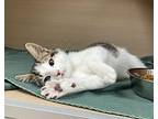 Felicity Domestic Shorthair Kitten Male