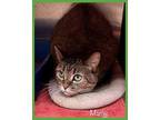 MAMIE Domestic Shorthair Adult Female