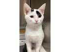 Cupcake Domestic Shorthair Young Female