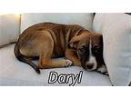 Daryl (9wo, 13.2lbs) Boxer Puppy Male