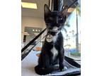 Penguin Domestic Shorthair Kitten Male