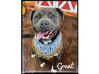 Grant Mixed Breed (Large) Adult Male