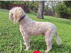 Fabio Poodle (Miniature) Adult Male