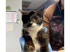 Cyclops Domestic Shorthair Kitten Female