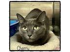 CHERRY Domestic Shorthair Adult Female